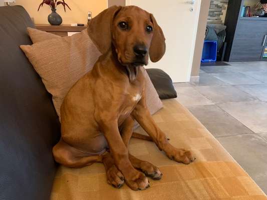 Rhodesian Ridgeback-Beitrag-Bild