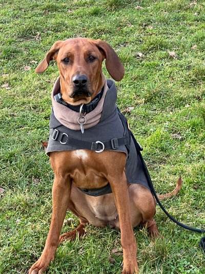 Rhodesian Ridgeback-Beitrag-Bild