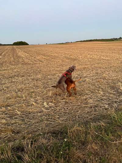 Rhodesian Ridgeback-Beitrag-Bild