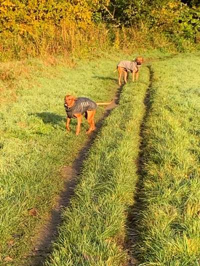 Rhodesian Ridgeback-Beitrag-Bild