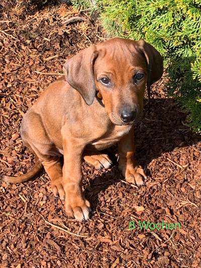 Rhodesian Ridgeback-Beitrag-Bild