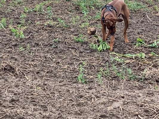 Rhodesian Ridgeback-Beitrag-Bild