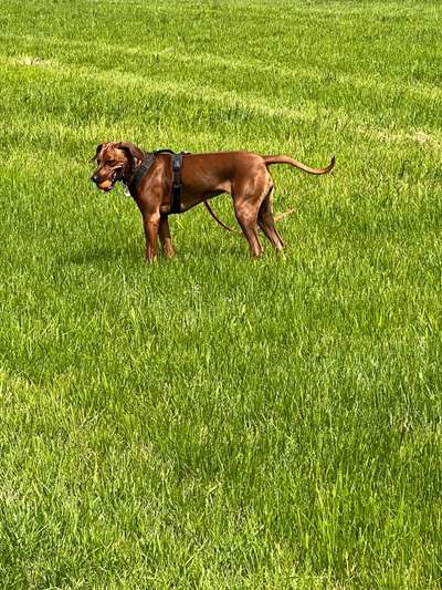 Rhodesian Ridgeback-Beitrag-Bild
