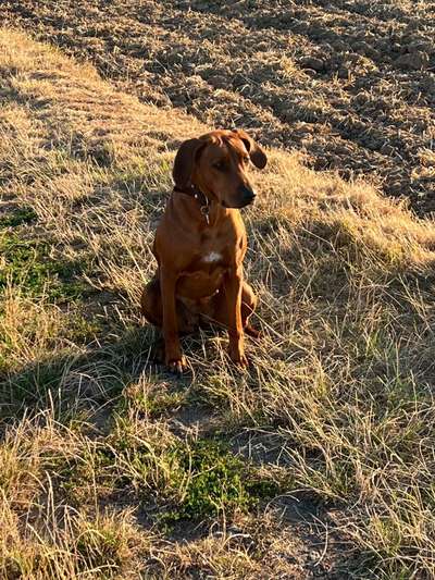 Rhodesian Ridgeback-Beitrag-Bild