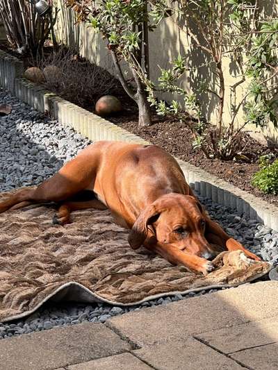Rhodesian Ridgeback-Beitrag-Bild