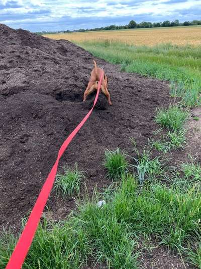 Rhodesian Ridgeback-Beitrag-Bild
