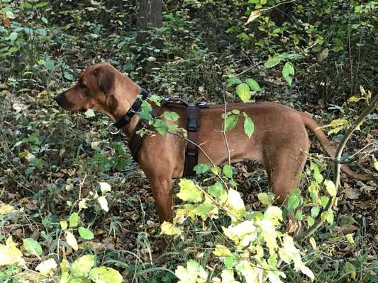 Rhodesian Ridgeback-Beitrag-Bild