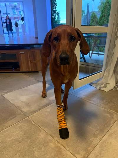 Rhodesian Ridgeback-Beitrag-Bild