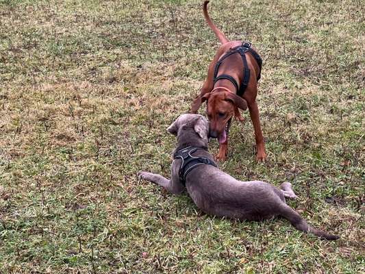 Rhodesian Ridgeback-Beitrag-Bild