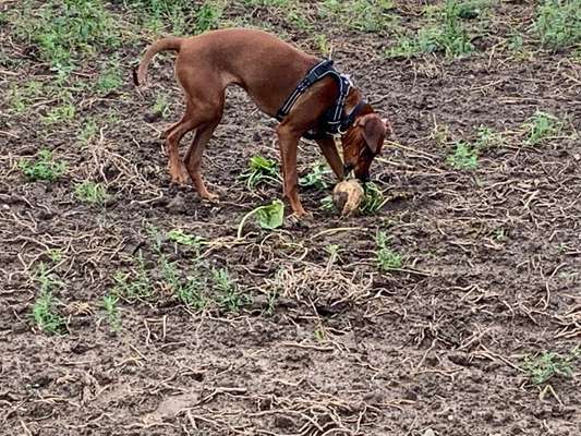 Rhodesian Ridgeback-Beitrag-Bild