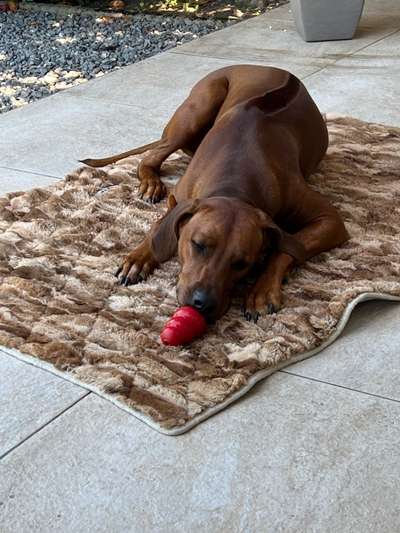 Rhodesian Ridgeback-Beitrag-Bild