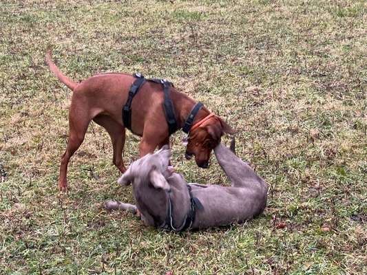 Rhodesian Ridgeback-Beitrag-Bild