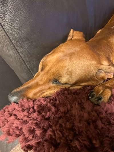 Rhodesian Ridgeback-Beitrag-Bild