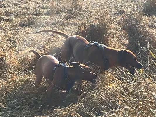 Rhodesian Ridgeback-Beitrag-Bild