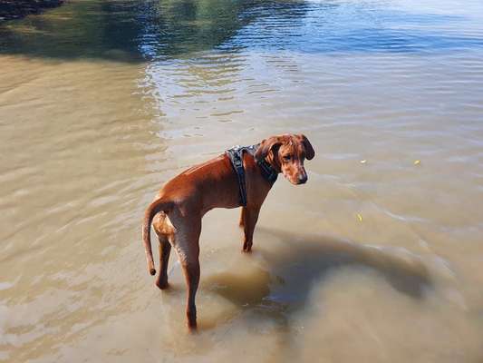 Rhodesian Ridgeback-Beitrag-Bild