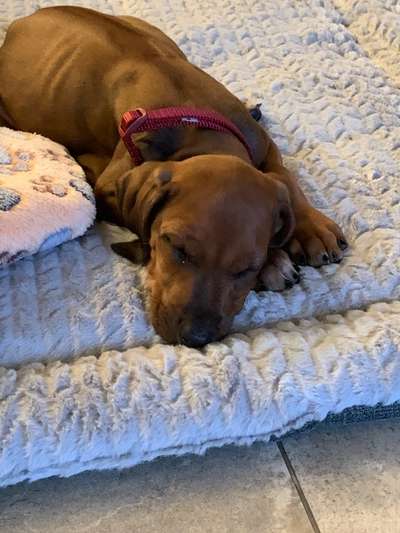 Rhodesian Ridgeback-Beitrag-Bild