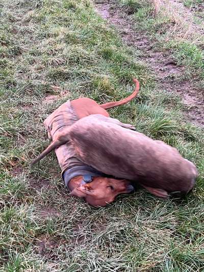 Rhodesian Ridgeback-Beitrag-Bild