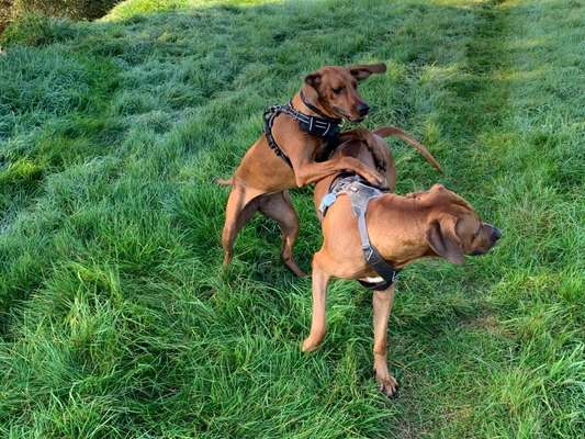 Rhodesian Ridgeback-Beitrag-Bild