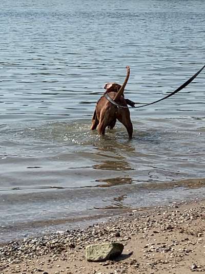 Rhodesian Ridgeback-Beitrag-Bild