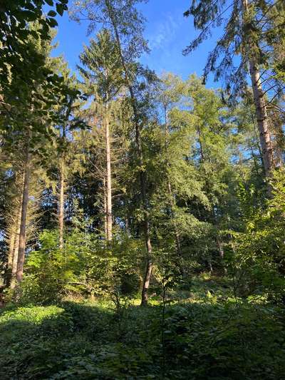 Rhodesian Ridgeback-Beitrag-Bild