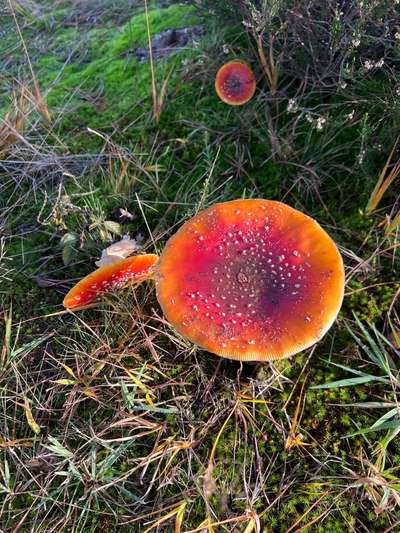 Rhodesian Ridgeback-Beitrag-Bild