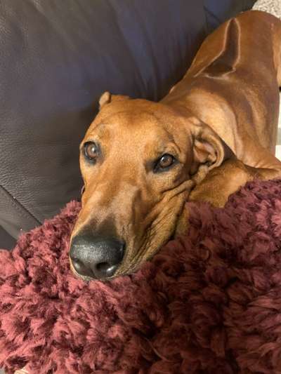Rhodesian Ridgeback-Beitrag-Bild