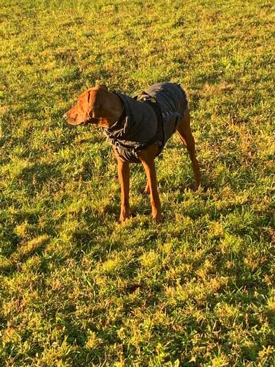 Rhodesian Ridgeback-Beitrag-Bild