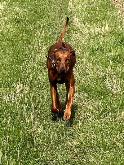 Rhodesian Ridgeback-Beitrag-Bild