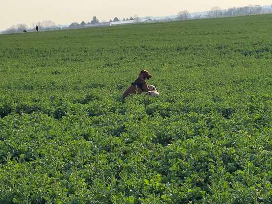 Rhodesian Ridgeback-Beitrag-Bild