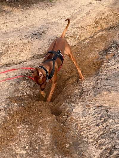 Rhodesian Ridgeback-Beitrag-Bild