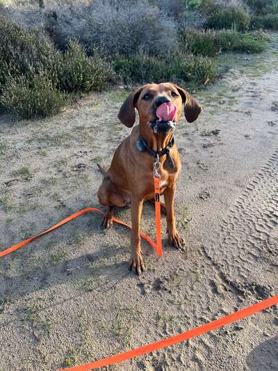 Rhodesian Ridgeback-Beitrag-Bild