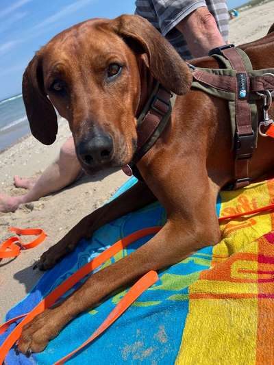 Rhodesian Ridgeback-Beitrag-Bild