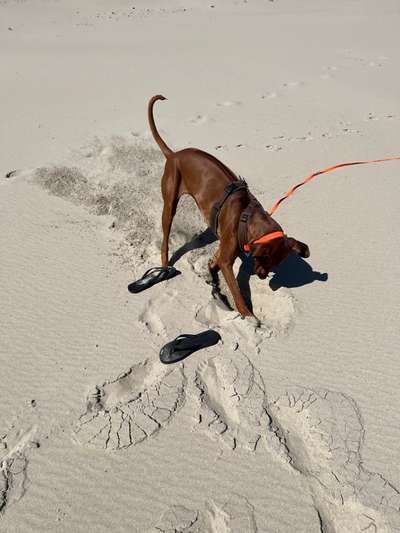 Rhodesian Ridgeback-Beitrag-Bild