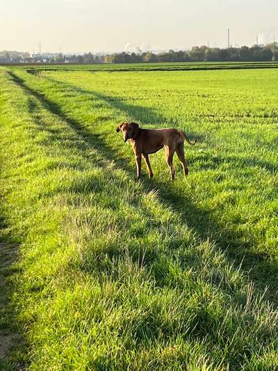 Rhodesian Ridgeback-Beitrag-Bild