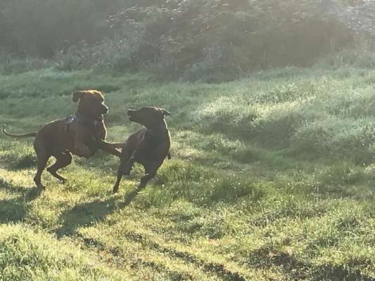 Rhodesian Ridgeback-Beitrag-Bild