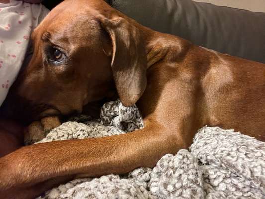 Rhodesian Ridgeback-Beitrag-Bild