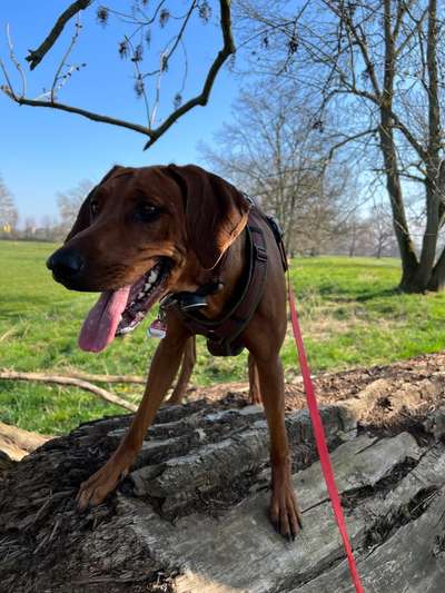 Rhodesian Ridgeback-Beitrag-Bild