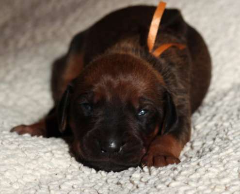 Rhodesian Ridgeback-Beitrag-Bild