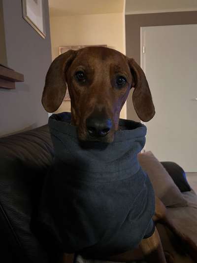 Rhodesian Ridgeback-Beitrag-Bild