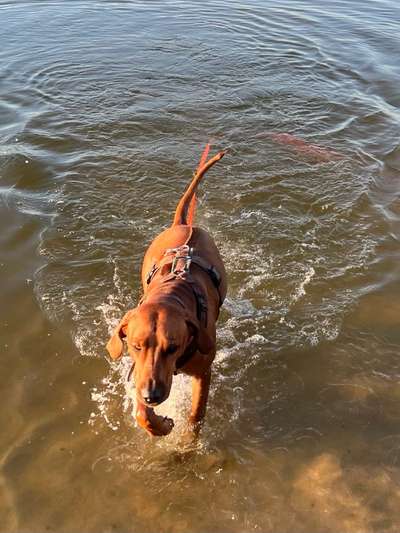 Rhodesian Ridgeback-Beitrag-Bild