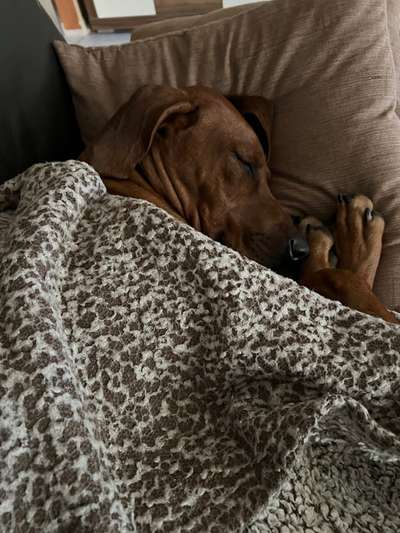 Rhodesian Ridgeback-Beitrag-Bild