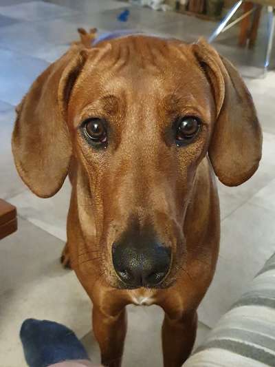 Rhodesian Ridgeback-Beitrag-Bild