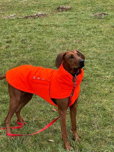 Rhodesian Ridgeback-Beitrag-Bild