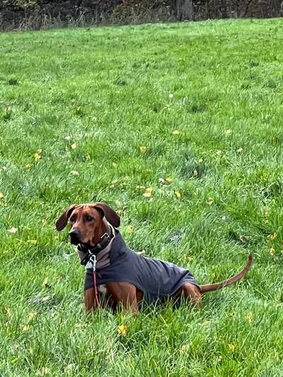 Rhodesian Ridgeback-Beitrag-Bild