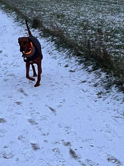 Rhodesian Ridgeback-Beitrag-Bild