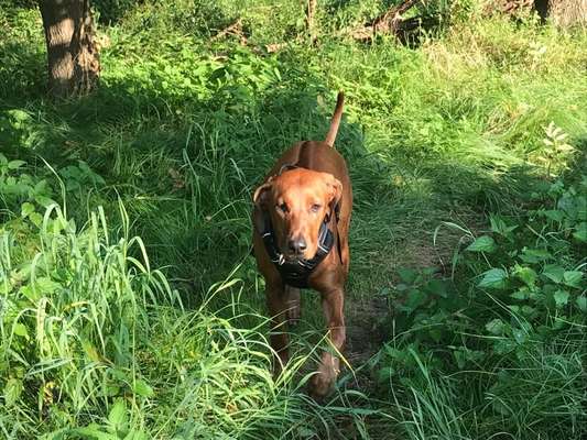 Rhodesian Ridgeback-Beitrag-Bild
