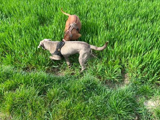 Rhodesian Ridgeback-Beitrag-Bild