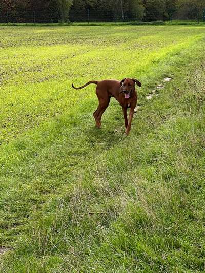Rhodesian Ridgeback-Beitrag-Bild
