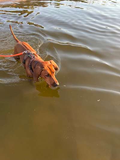 Rhodesian Ridgeback-Beitrag-Bild