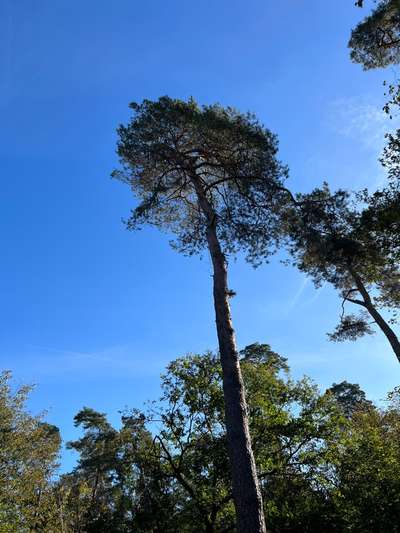 Rhodesian Ridgeback-Beitrag-Bild